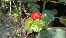 听话吃瓜春花缺货,听话吃瓜，揭秘市场风云