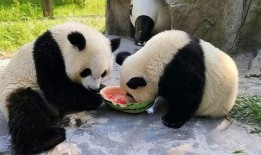 熊猫下雪吃瓜,萌态十足冬日暖场