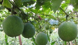 吊瓜放糖吃,传统美食新体验