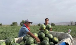 潍坊吃瓜后续,揭秘背后真相与网络舆论风暴