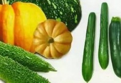 济宁经开区吃瓜,瓜果飘香，品味生活新篇章