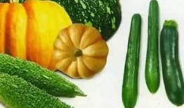 济宁经开区吃瓜,瓜果飘香，品味生活新篇章