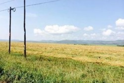 梦见卖田瓜和吃瓜,卖田瓜与吃瓜的奇幻之旅