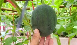 网暴热门吃瓜,揭秘热门事件背后的真相与反思