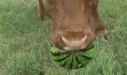 最牛吃瓜视频,网络热传背后的故事与启示