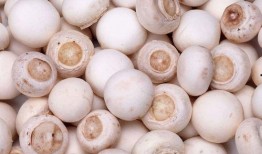 蘑菇视频吃瓜爆料,娱乐圈最新吃瓜大揭秘！