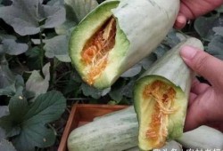 怀孕给可以吃云瓜,云瓜助力母婴健康