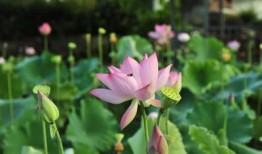 荷荷吃瓜,揭秘娱乐圈那些不为人知的幕后故事