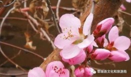 听话吃瓜春花缺货,听话吃瓜，揭秘市场风云