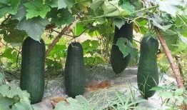 普瓜怎么吃,解锁美味新境界