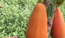 美女摘了好多瓜吃,美女大快朵颐，尽享夏日美味时光