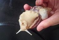 蓝蜗牛吃瓜,蓝蜗牛的瓜田奇遇记