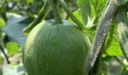 云禾吃瓜,揭秘娱乐圈幕后故事