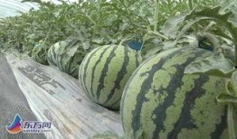 吃瓜网社会瓜网红瓜,揭秘社会瓜网红瓜，带你领略热点事件背后的真相