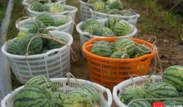 工地早餐群众吃瓜,群众吃瓜乐翻天