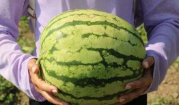 小沙吃瓜,揭秘瓜界那些事儿