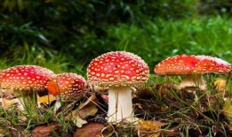 蘑菇视频吃瓜爆料,娱乐圈最新吃瓜大揭秘！