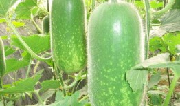 高瓜能常吃么,健康生活新选择