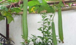 妇科护士吃瓜,揭秘女性健康那些事儿