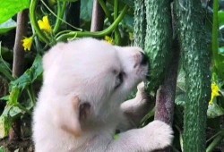 狗子站树上吃瓜,狗子站树上吃瓜的欢乐瞬间