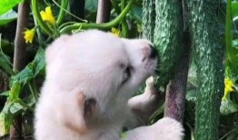 狗子站树上吃瓜,狗子站树上吃瓜的欢乐瞬间