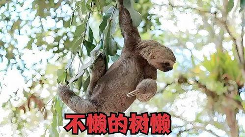 树懒在吃瓜,揭秘热带雨林中的悠闲生活